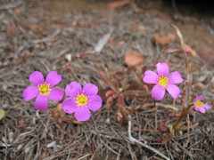 Calandrinia remota
