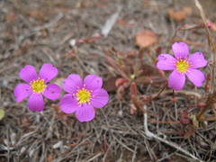 Calandrinia remota
