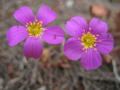Calandrinia remota