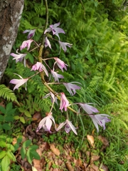 Dendrobium transparens