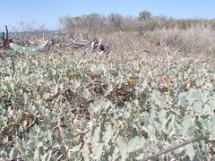 Atriplex barclayana