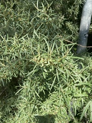 Hippophae