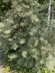 Hippophae
