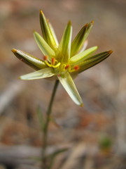 Ptilotus gaudichaudii