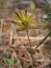 Ptilotus gaudichaudii