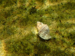 Acanthinucella spirata