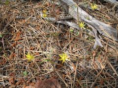 Ptilotus gaudichaudii