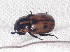 Cyclocephala mafaffa
