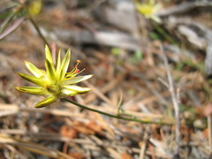 Ptilotus gaudichaudii