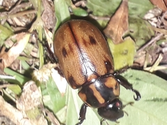 Cyclocephala mafaffa