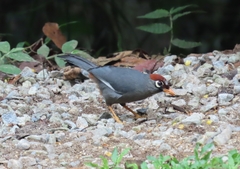 Pterorhinus mitratus