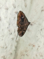 Toxonprucha repentis