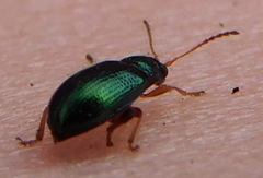 Crepidodera fulvicornis
