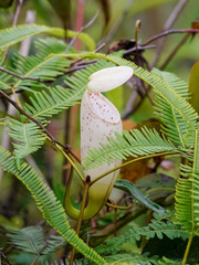 Nepenthes gracillima