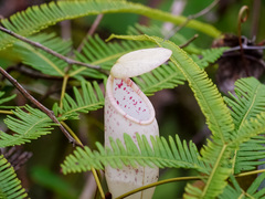 Nepenthes gracillima