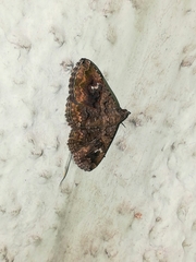 Toxonprucha repentis