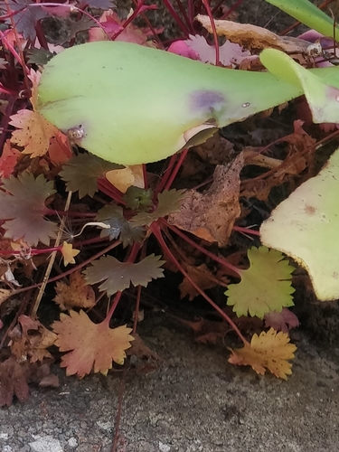 Image of Saxifraga maderensis by (c) Vítor Jorge, some rights reserved (CC BY)