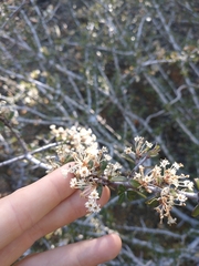 Ceanothus arcuatus