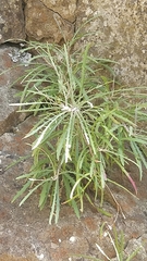 Tolpis succulenta