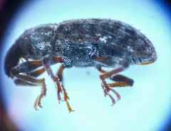 Listronotus bonariensis