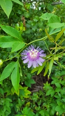 Passiflora incarnata