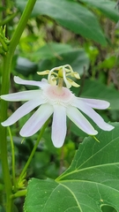 Passiflora incarnata