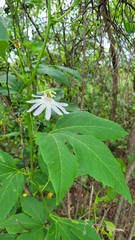 Passiflora incarnata