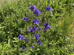 Aquilegia
