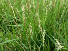 Zoysia