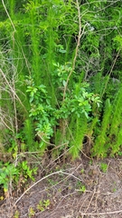 Schinus terebinthifolia