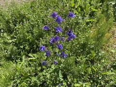 Aquilegia