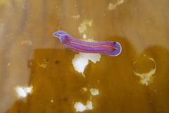 Felimida macfarlandi