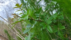 Schinus terebinthifolia