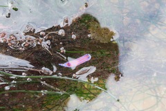 Felimida macfarlandi