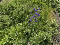 Aquilegia