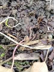 Polydesmus complanatus