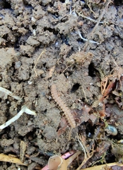 Polydesmus complanatus