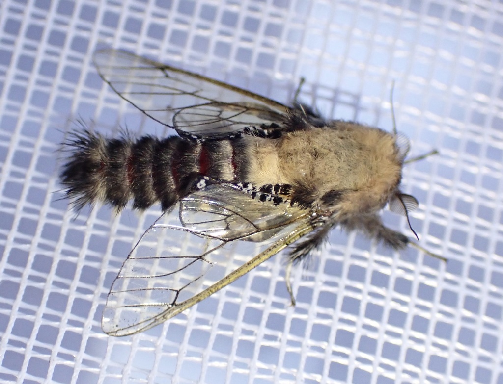 Eulophonotus
