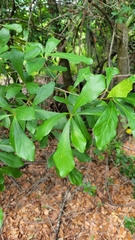 Quercus nigra