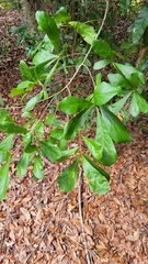 Quercus nigra