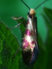 Micropterix tunbergella