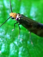 Micropterix tunbergella