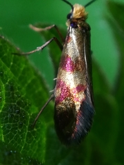 Micropterix tunbergella