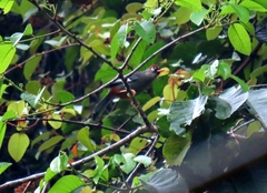 Pterorhinus mitratus