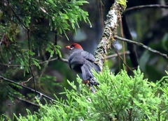 Pterorhinus mitratus