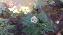 Limnophila indica