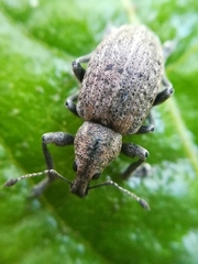 Liophloeus tessulatus