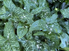 Arum
