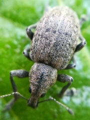Liophloeus tessulatus