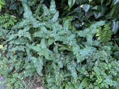 Arum